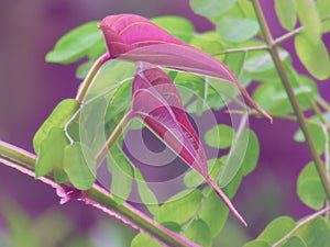 Bright colors of red young leaves stand out among the natural green background