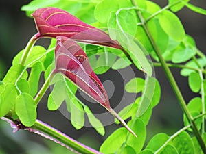 Bright colors of red young leaves stand out among the natural green background