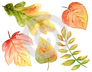 Bright colors set of watercolor autumn leaves. Wild grapes, elm, linden, oak, rowan, pear isolated on white background