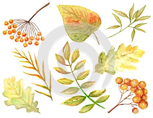 Bright colors set of watercolor autumn leaves. Wild grapes, elm, linden, oak, rowan, pear isolated on white background