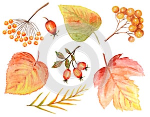 Bright colors set of watercolor autumn leaves. Wild grapes, elm, linden, rowan, pear isolated on white background