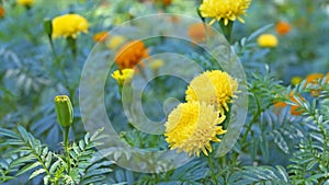 Bright colors of yellow marigolds in the garden.