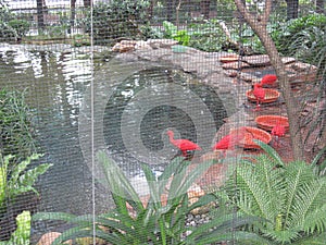 Bright coloured birds at Hong Kong zoological & botanical gardens