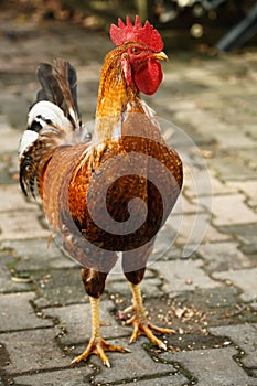 Bright coloured rooster