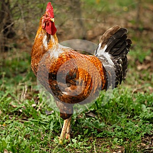 Bright coloured rooster