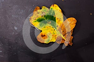 Bright colourful autumn leaf floating in water