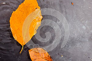 Bright colourful autumn leaf floating in water