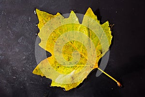 Bright colourful autumn leaf floating in water