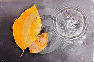 Bright colourful autumn leaf floating in water