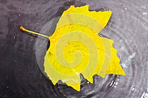 Bright colourful autumn leaf floating in water