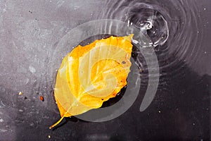 Bright colourful autumn leaf floating in water