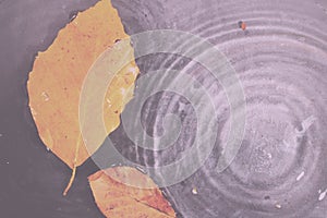 Bright colourful autumn leaf floating in water Vintage Retro Filter.