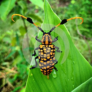 Bright and colourful beatle