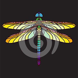 Bright colourful dragonfly