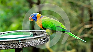 Jasný farebný papagáj 