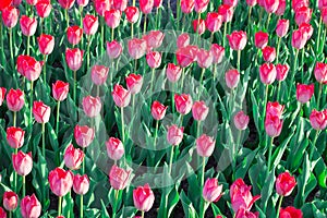 Bright colourful pink red tulips bloom on spring flower garden