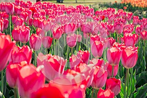 Bright colourful pink red tulips blooming on spring flower garden