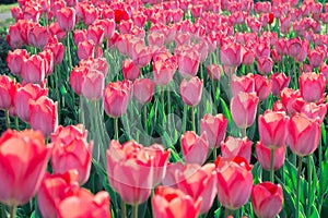 Bright colourful pink red tulips flowering on spring flower garden