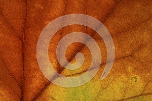 Bright colours autumn maple  leaf macro