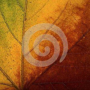 Bright colours autumn maple  leaf macro