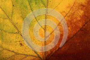 Bright colours autumn maple leaf macro