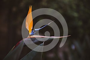 Bright colours of Bird of Paradise flower