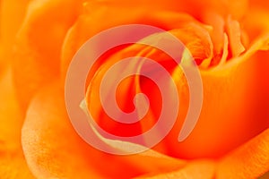 Bright convolute petal of lovely orange rose