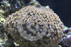 Bright coral Goniopora