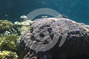 Bright corals at the bottom of the red sea