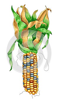 Bright corn ear with leaves isolated on white hand-drawn illustration