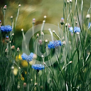 Bright cornflower, knapweed, bluebottle, bachelors button, bluet, centaury on green yellow background of blurred grass with bokeh