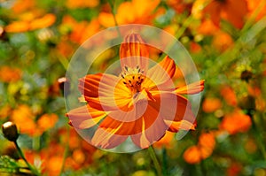 Bright corolla flower petals around the pistil and stamens.