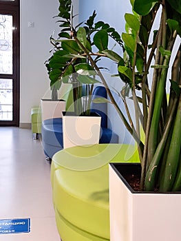 A bright corridor in a room of colored sofas with large green plants on the floor