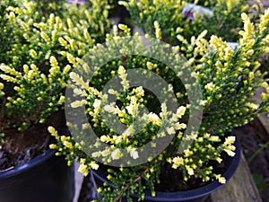 Calluna vulgaris `Hammondii Aureifolia`