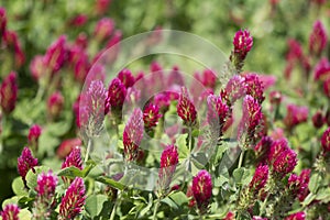 Bright Crimson Clover - Trifolium incarnatum