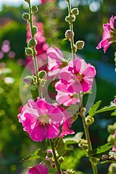 Bright crimson mallow flowers on a blurred background