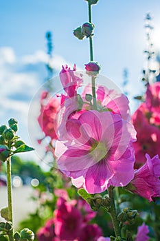 Bright crimson mallow flowers on a blurred background