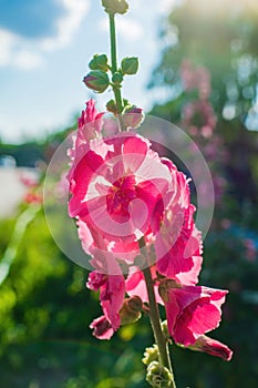 Bright crimson mallow flowers on a blurred background