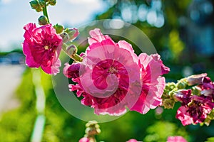 Bright crimson mallow flowers on a blurred background