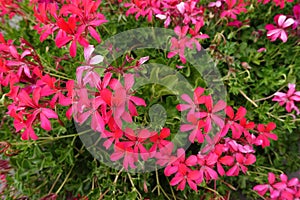 Bright crimson red flowers of ivy-leaved geranium