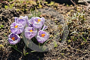 Bright crocus Pickwick and the bees in the spring