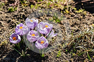 Bright crocus Pickwick and the bees in the spring
