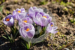 Bright crocus Pickwick and the bees in the spring
