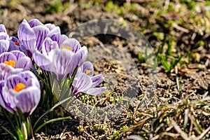 Bright crocus Pickwick and the bees in the spring
