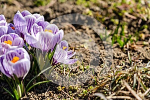 Bright crocus Pickwick and the bees in the spring