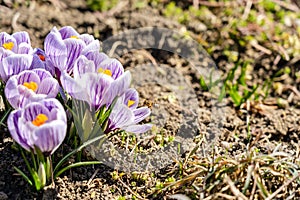 Bright crocus Pickwick and the bees in the spring