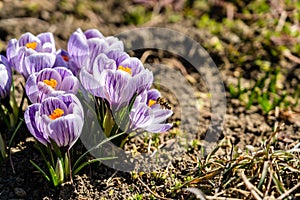 Bright crocus Pickwick and the bees in the spring