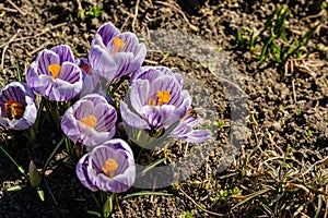 Bright crocus Pickwick and the bees in the spring