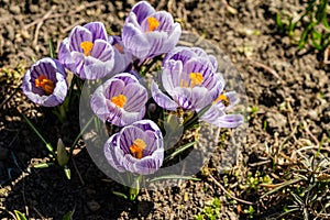 Bright crocus Pickwick and the bees in the spring
