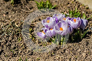 Bright crocus Pickwick and the bees in the spring